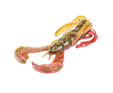 Strike King Rage Baby Luau Craw