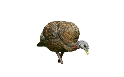 Avian-X LCD - Feeder Turkey Decoy