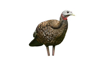 Avian-X LCD - Breeder Turkey Decoy