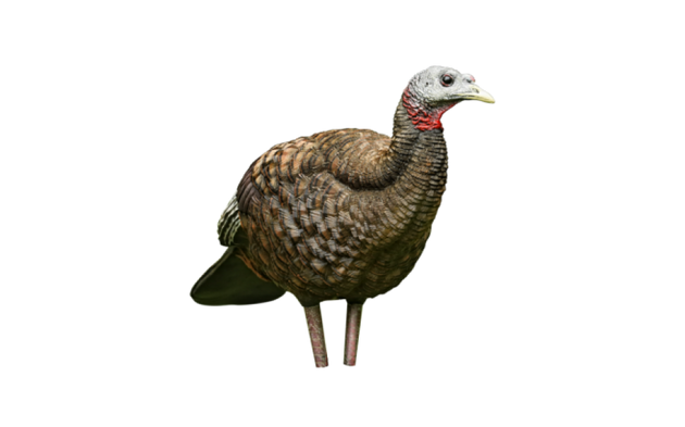 Avian-X LCD - Breeder Turkey Decoy